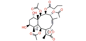 Briaexcavatin O